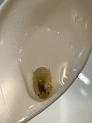 Gnorimosphaeroma noblei