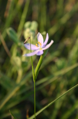 Calydorea approximata