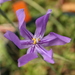 Calydorea undulata - Photo 由 ggroitman 所上傳的 (c) ggroitman，保留部份權利CC BY-NC