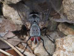 Microphthalma disjuncta