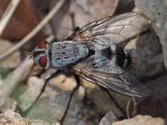 Microphthalma disjuncta