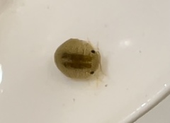 Gnorimosphaeroma noblei