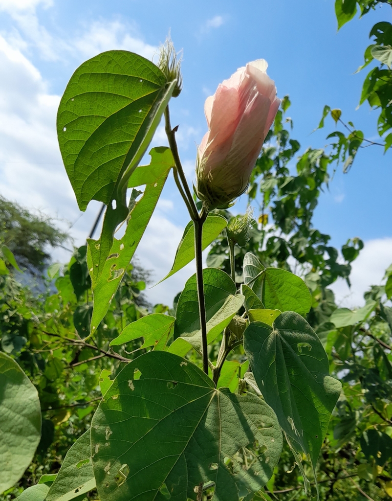 Gossypium raimondii from 14620, Perú on April 28, 2021 at 02:29 PM by ...