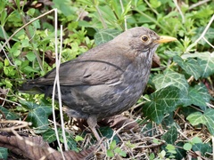 Turdus merula