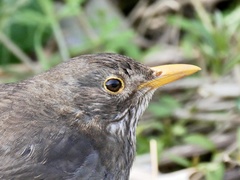Turdus merula