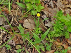 Krigia cespitosa cespitosa