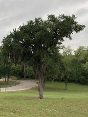 Tillandsia usneoides