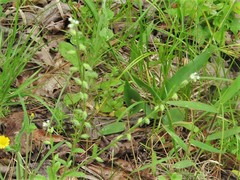 Myosotis verna