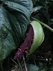 Anthurium formosum