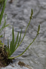 Spiranthes aestivalis