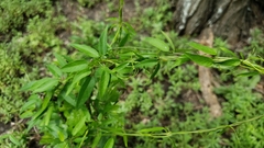 Metastelma barbigerum