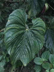Anthurium formosum