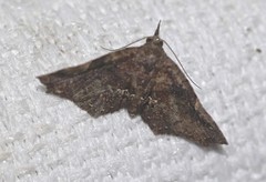 Esthlodora variabilis