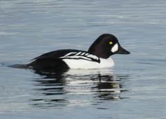 Bucephala clangula × islandica
