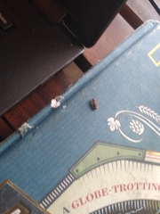 Psenocerus supernotatus