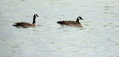 Branta canadensis parvipes