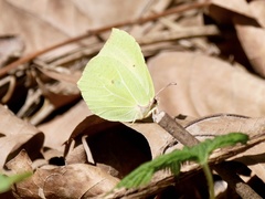 Gonepteryx rhamni