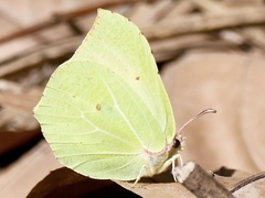 Gonepteryx rhamni