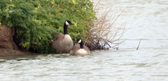 Branta canadensis parvipes