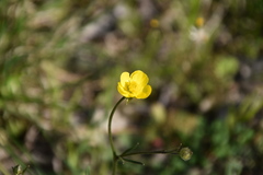 Ranunculus velutinus