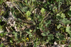 Ranunculus velutinus