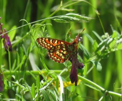 Euphydryas editha rubicunda