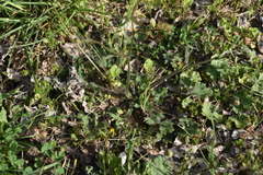 Ranunculus velutinus