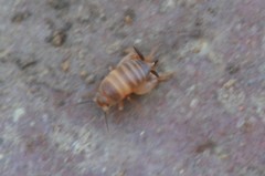 Myrmecophilus acervorum