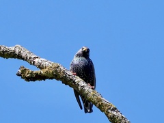 Sturnus vulgaris