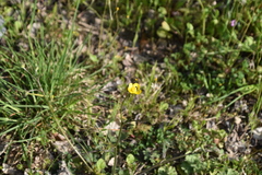 Ranunculus velutinus