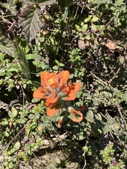 Castilleja latifolia
