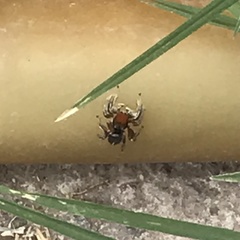 Habronattus forticulus