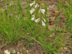 Penstemon arkansanus