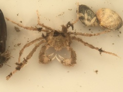 Pyromaia tuberculata