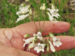 Penstemon arkansanus