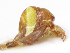 Smilia fasciata