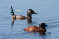 Lake Duck photo 3