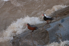 Merganetta armata armata