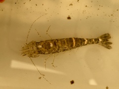 Crangon franciscorum