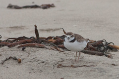 Charadrius nivosus occidentalis