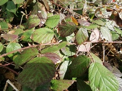 Rubus pedemontanus