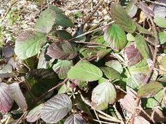 Rubus pedemontanus