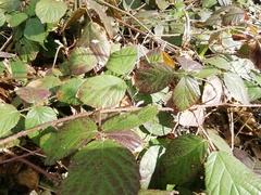 Rubus pedemontanus