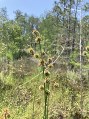 Juncus megacephalus