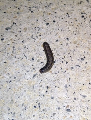 Uresiphita maorialis