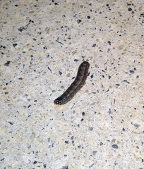 Uresiphita maorialis