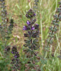 Salvia verbenaca