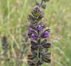 Salvia verbenaca