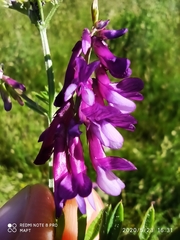 Vicia villosa