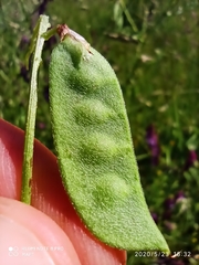 Vicia villosa